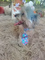 Teacup -McLaren-Weekend Sale! , a male Maltipoo for sale in Coleman, TX – 5 of 7