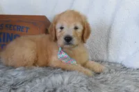 Weekend sale-Orange , a male Miniature Goldendoodle for sale in Coleman, TX – 5 of 5