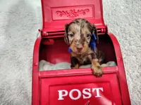 Long hair-Kit Kat, a male Miniature Dachshund for sale in Coleman, TX – 4 of 5