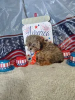 McLaren, a male Maltipoo for sale in Coleman, TX – 6 of 6