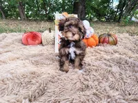 Magenta , a female Havapoo for sale in Coleman, TX – 1 of 4