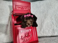 Neon pink- medium , a female Goldendoodle for sale in Coleman, TX – 3 of 7