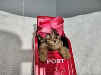 Pink-medium , a male Goldendoodle for sale in Coleman, TX – 6 of 6