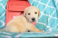 Orange, a female Golden Retriever for sale in Coleman, TX – 4 of 6