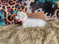 Purple-Standard, a female Goldendoodle for sale in Coleman, TX – 3 of 5