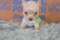 Baby blue , a male Chihuahua for sale in Coleman, TX – 4 of 5