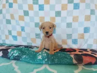 Cinnamon roll, a female Golden Retriever for sale in Coleman, TX – 4 of 6