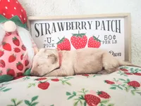 Peach, a female Golden Retriever for sale in Coleman, TX – 3 of 4