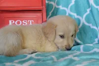 Pink, a female Golden Retriever for sale in Coleman, TX – 6 of 6