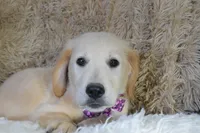 Purple, a female Golden Retriever for sale in Coleman, TX – 4 of 10