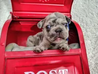 Emerald, a male French Bulldog for sale in Coleman, TX – 1 of 4