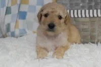 Orange , a male Goldendoodle for sale in Coleman, TX – 1 of 7