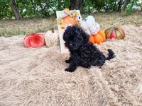 Magenta, a female Maltipoo for sale in Coleman, TX – 3 of 4