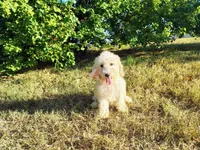 Purple-Standard, a female Goldendoodle for sale in Weatherford, TX – 1 of 5