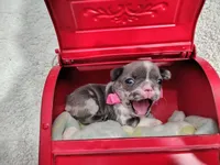 Diamond , a female French Bulldog for sale in Coleman, TX – 6 of 6