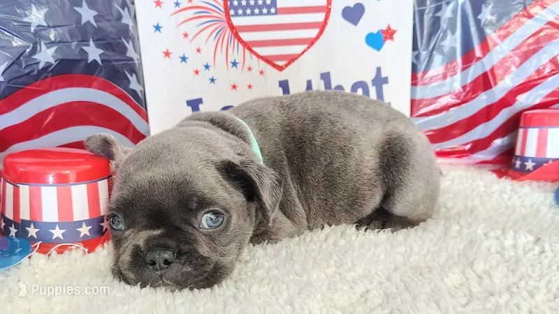 Blue – French Bulldog puppy for sale in Coleman, TX