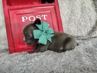 Sapphire , a male French Bulldog for sale in Coleman, TX – 4 of 4