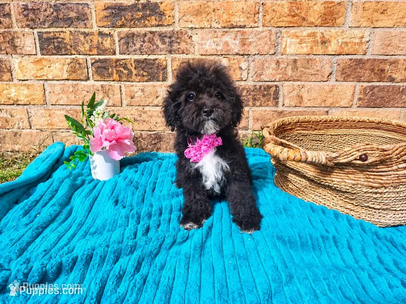 Pink – Maltipoo puppy for sale in Coleman, TX