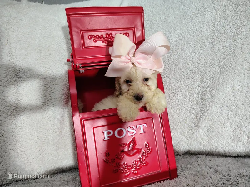 Light pink-medium – Goldendoodle puppy for sale in Coleman, TX