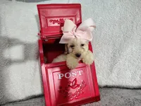 Light pink-medium, a female Goldendoodle for sale in Coleman, TX – 1 of 5