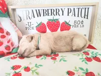 Baby blue, a male Golden Retriever for sale in Coleman, TX – 6 of 6