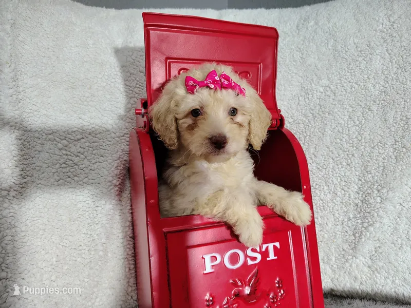 Magenta -medium  – Goldendoodle puppy for sale in Coleman, TX
