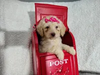 Magenta -medium , a male Goldendoodle for sale in Coleman, TX – 1 of 4