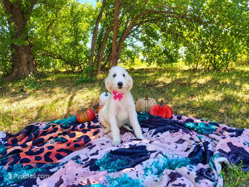 Princess – Goldendoodle puppy for sale in Coleman, TX