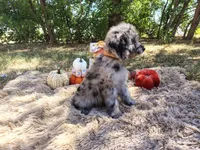 Orange -medium, a male Goldendoodle for sale in Coleman, TX – 3 of 4