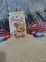 Dark blue, a male Chihuahua for sale in Coleman, TX – 3 of 9