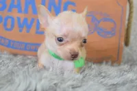 Baby blue , a male Chihuahua for sale in Coleman, TX – 2 of 5