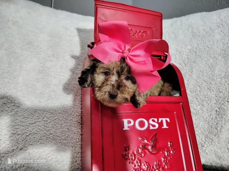 Pink-medium  – Goldendoodle puppy for sale in Coleman, TX