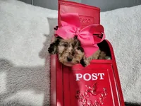 Pink-medium , a male Goldendoodle for sale in Coleman, TX – 1 of 6