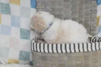 Blue, a male Goldendoodle for sale in Coleman, TX – 3 of 7