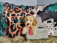 Orange-Standard, a male Goldendoodle for sale in Coleman, TX – 6 of 6