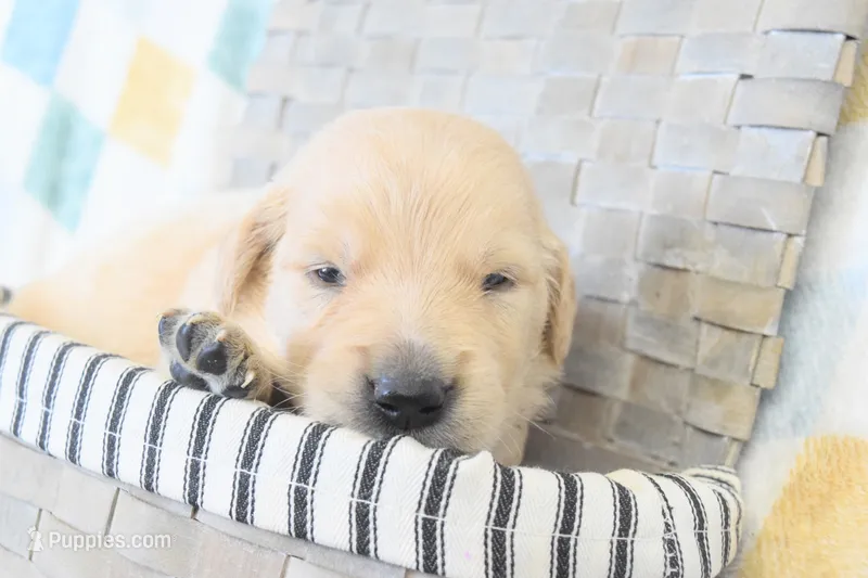 Purple – Golden Retriever puppy for sale in Coleman, TX