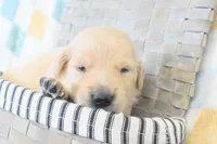 Purple, a female Golden Retriever for sale in Weatherford, TX – 1 of 3
