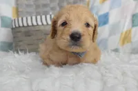 Blue, a male Goldendoodle for sale in Coleman, TX – 4 of 6
