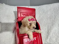 Magenta -medium , a male Goldendoodle for sale in Coleman, TX – 4 of 4