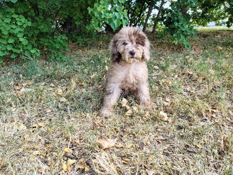 Pink-medium  – Goldendoodle puppy for sale in Coleman, TX