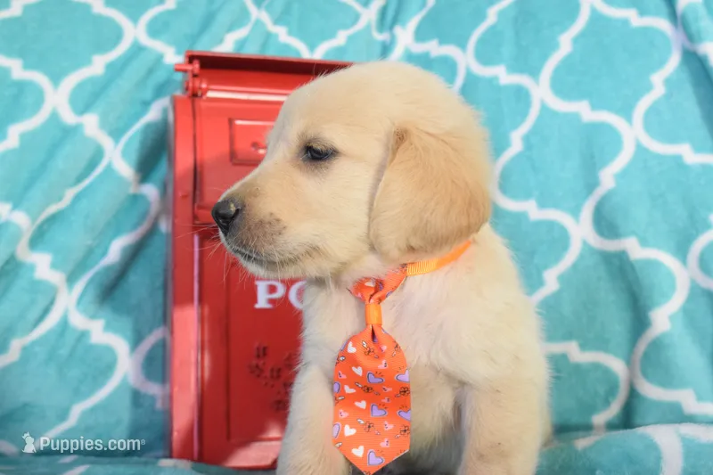 Brown – Golden Retriever puppy for sale in Coleman, TX