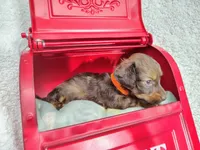 Long hair-Peanut Butter , a male Miniature Dachshund for sale in Coleman, TX – 4 of 5