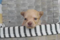 Dark blue, a male Chihuahua for sale in Coleman, TX – 5 of 7