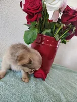 Hot cocoa , a male Chihuahua for sale in Coleman, TX – 3 of 8