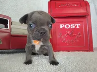 Orange collar, a male French Bulldog for sale in Coleman, TX – 5 of 5