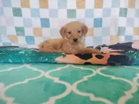 Macaroon, a female Golden Retriever for sale in Coleman, TX – 3 of 4