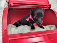 Long Hair- Nutella, a female Miniature Dachshund for sale in Coleman, TX – 4 of 5
