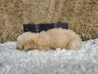 Orange, a male Goldendoodle for sale in Coleman, TX – 4 of 4