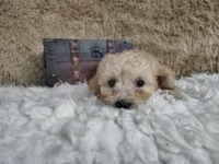 Light pink, a female Goldendoodle for sale in Coleman, TX – 2 of 7