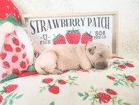Pink, a female Golden Retriever for sale in Coleman, TX – 3 of 4